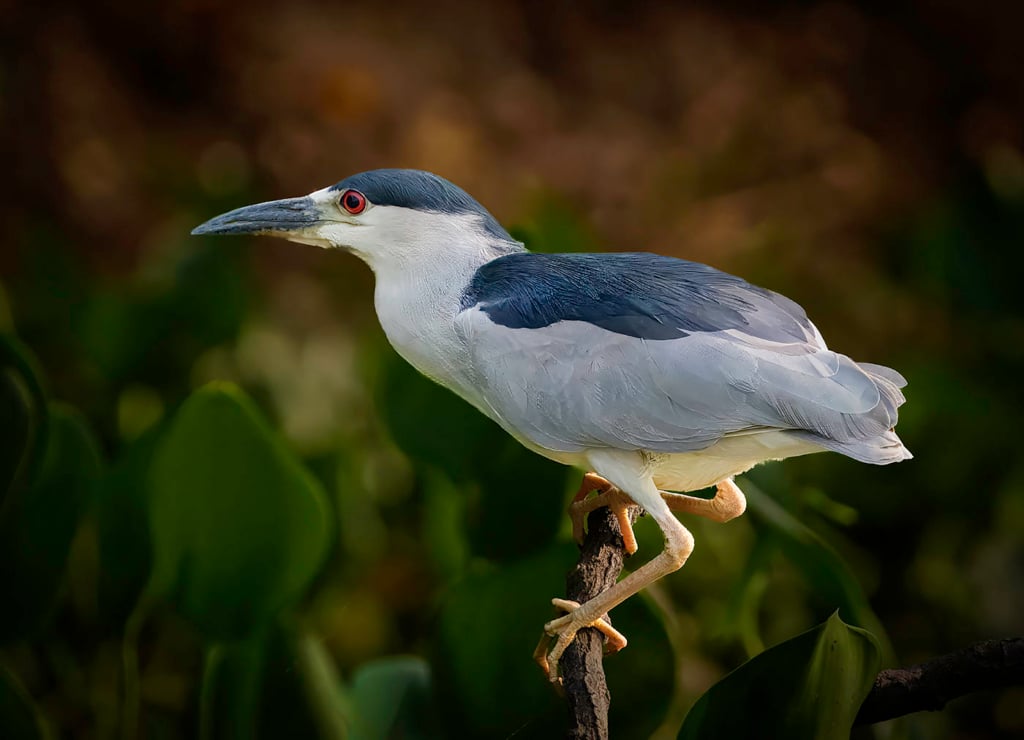 Black Crowned Night Heron