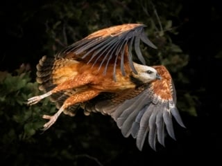 Collared Hawk