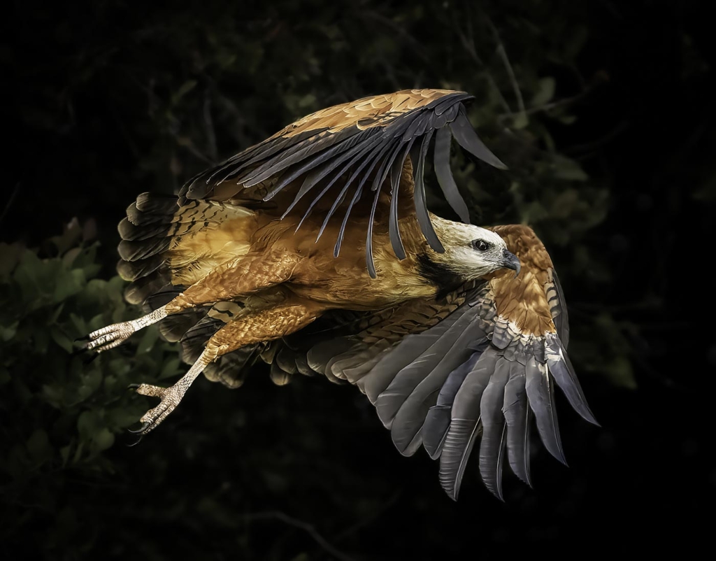 Collared Hawk