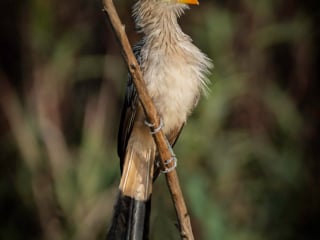 Cuckoo