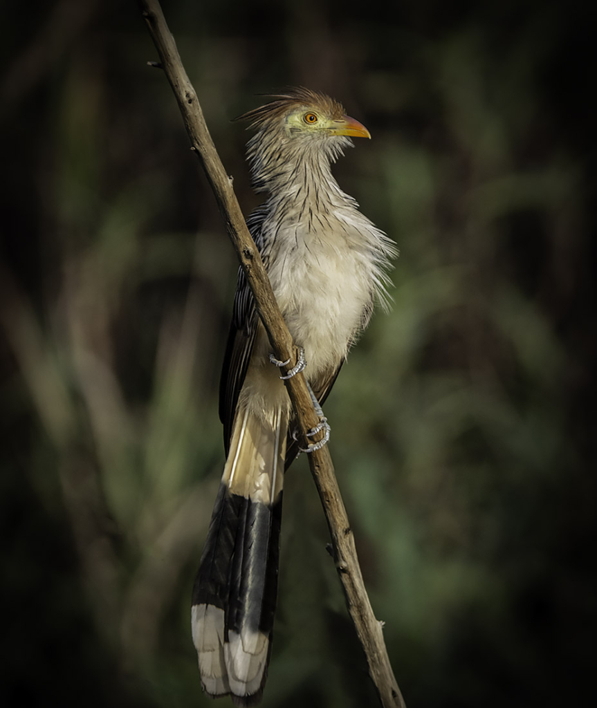 Cuckoo