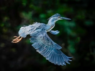 Striated Heron