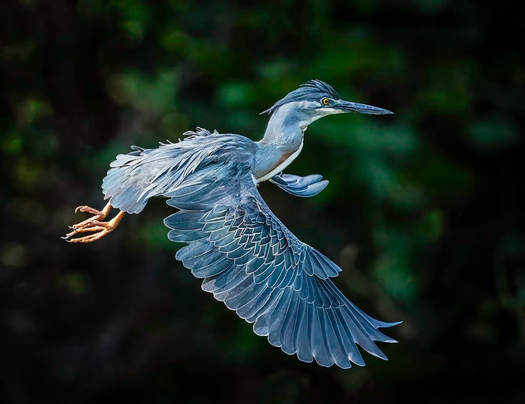Striated Heron