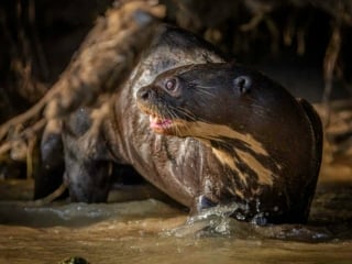 Giant Otter