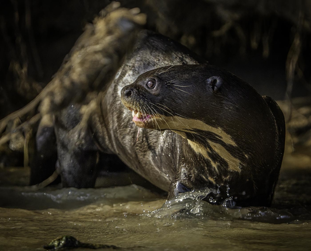 Giant Otter