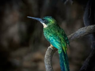 Green Tailed Jacamar