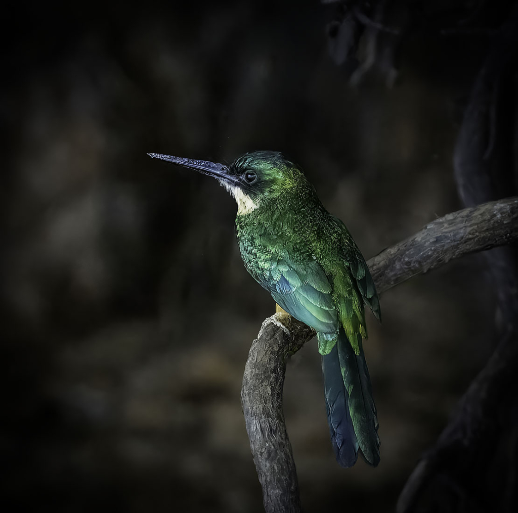 Green Tailed Jacamar
