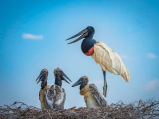 Jabiru Family