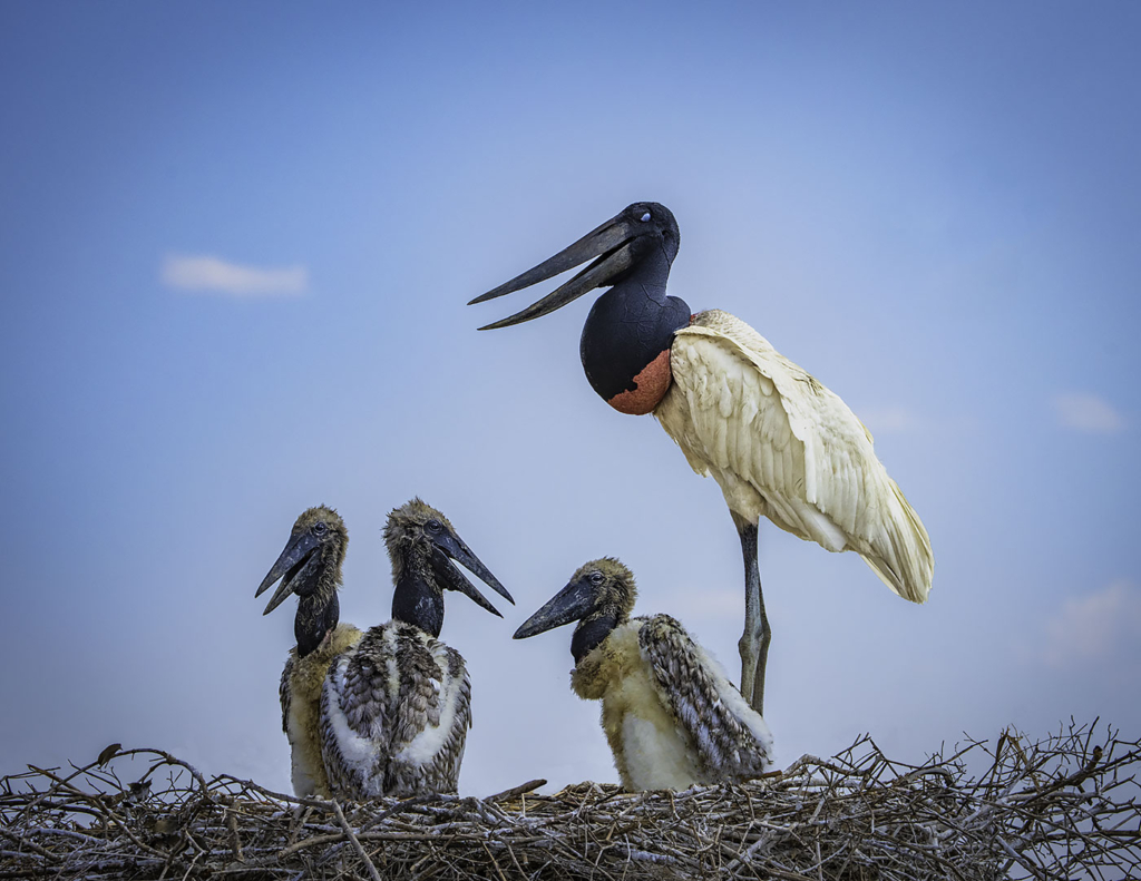 Jabiru Family