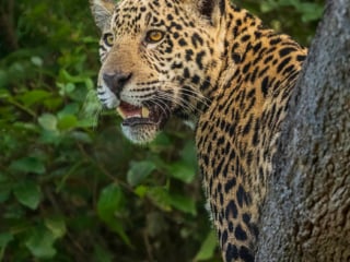 Jaguar Portrait