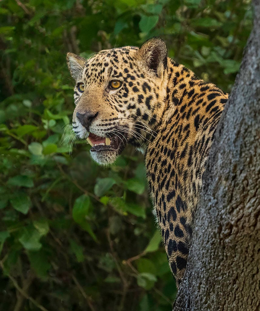 Jaguar Portrait