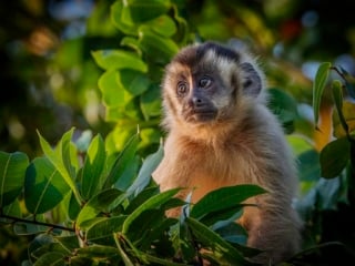 Capuchin Monkey