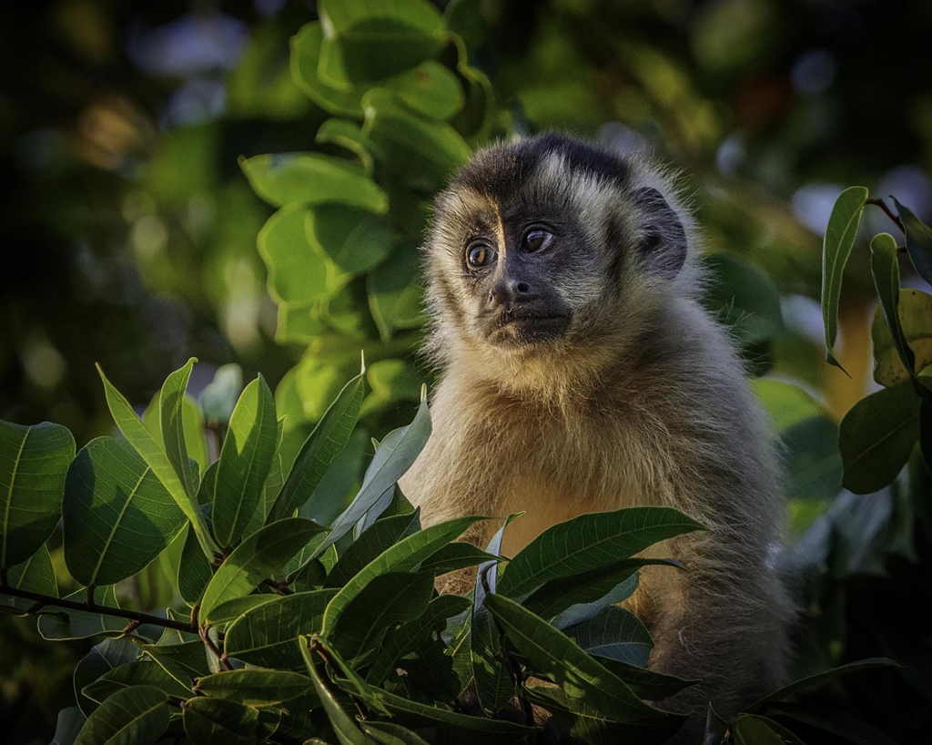 Capuchin Monkey