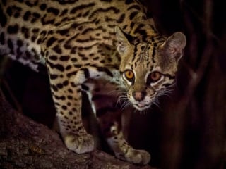 Ocelot