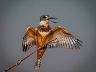 Ringed Kingfisher