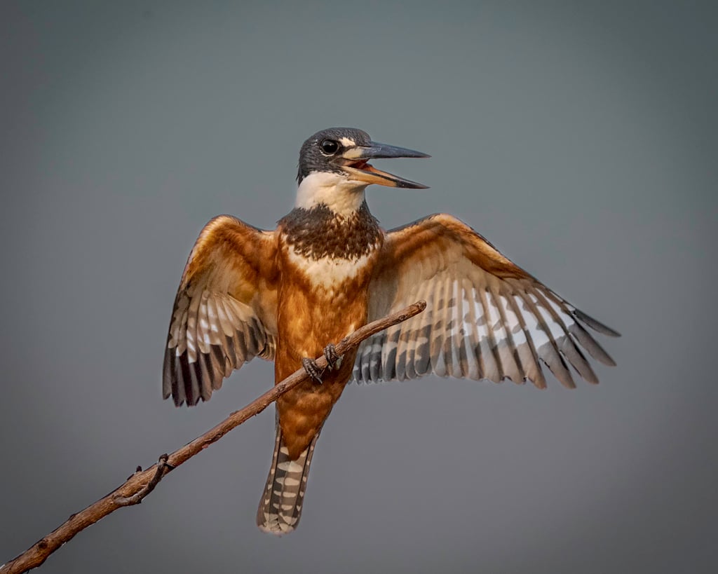 Ringed Kingfisher