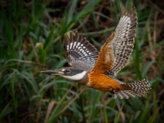 Ringed Kingfisher