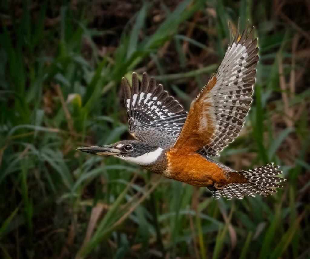 Ringed Kingfisher