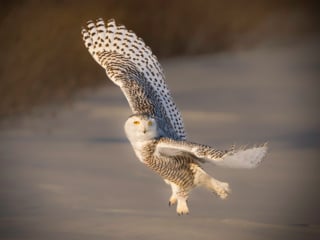 Owl Dance