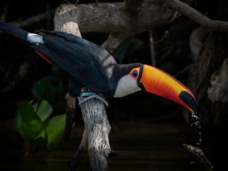 Toucan