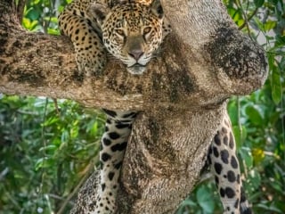 Resting Jaguar