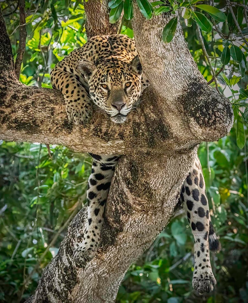 Resting Jaguar