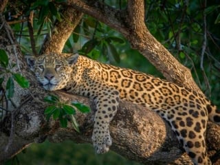 One Cool Jaguar
