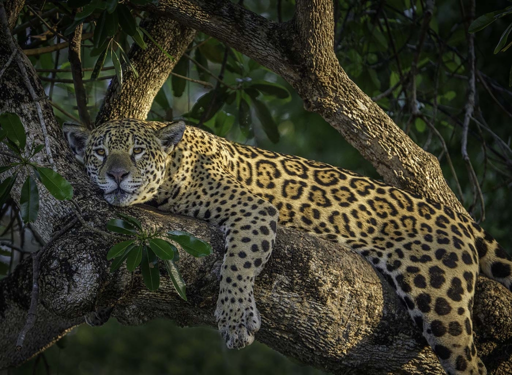 One Cool Jaguar