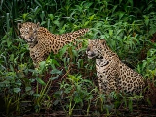 Two Jaguars