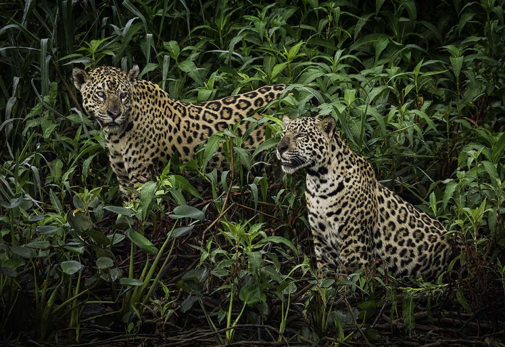 Two Jaguars